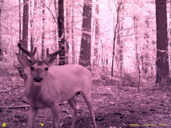 Kentucky deer hunting, western kentucky deer hunting, deer hunting, hunting, archery, Whitetail deer hunting, west ky whitetail hunting, kentucky whitetail outfitters, boone & crocket