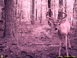 Kentucky deer hunting, western kentucky deer hunting, deer hunting, hunting, archery, Whitetail deer hunting, west ky whitetail hunting, kentucky whitetail outfitters, boone & crocket
