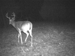 Kentucky deer hunting, western kentucky deer hunting, deer hunting, hunting, archery, Whitetail deer hunting, west ky whitetail hunting, kentucky whitetail outfitters, boone & crocket