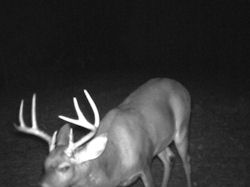 Kentucky deer hunting, western kentucky deer hunting, deer hunting, hunting, archery, Whitetail deer hunting, west ky whitetail hunting, kentucky whitetail outfitters, boone & crocket