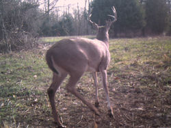 Kentucky deer hunting, western kentucky deer hunting, deer hunting, hunting, archery, Whitetail deer hunting, west ky whitetail hunting, kentucky whitetail outfitters, boone & crocket