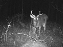 Kentucky deer hunting, western kentucky deer hunting, deer hunting, hunting, archery, Whitetail deer hunting, west ky whitetail hunting, kentucky whitetail outfitters, boone & crocket