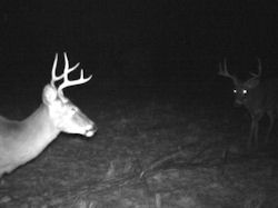 Kentucky deer hunting, western kentucky deer hunting, deer hunting, hunting, archery, Whitetail deer hunting, west ky whitetail hunting, kentucky whitetail outfitters, boone & crocket