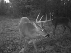 Kentucky deer hunting, western kentucky deer hunting, deer hunting, hunting, archery, Whitetail deer hunting, west ky whitetail hunting, kentucky whitetail outfitters, boone & crocket