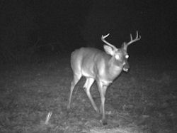 Kentucky deer hunting, western kentucky deer hunting, deer hunting, hunting, archery, Whitetail deer hunting, west ky whitetail hunting, kentucky whitetail outfitters, boone & crocket