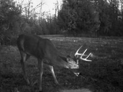 Kentucky deer hunting, western kentucky deer hunting, deer hunting, hunting, archery, Whitetail deer hunting, west ky whitetail hunting, kentucky whitetail outfitters, boone & crocket