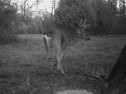 Kentucky deer hunting, western kentucky deer hunting, deer hunting, hunting, archery, Whitetail deer hunting, west ky whitetail hunting, kentucky whitetail outfitters, boone & crocket