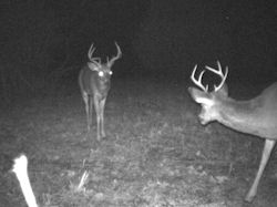 Kentucky deer hunting, western kentucky deer hunting, deer hunting, hunting, archery, Whitetail deer hunting, west ky whitetail hunting, kentucky whitetail outfitters, boone & crocket