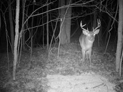Kentucky deer hunting, western kentucky deer hunting, deer hunting, hunting, archery, Whitetail deer hunting, west ky whitetail hunting, kentucky whitetail outfitters, boone & crocket