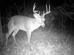 Kentucky deer hunting, western kentucky deer hunting, deer hunting, hunting, archery, Whitetail deer hunting, west ky whitetail hunting, kentucky whitetail outfitters, boone & crocket