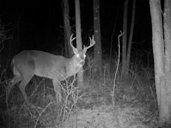 Kentucky deer hunting, western kentucky deer hunting, deer hunting, hunting, archery, Whitetail deer hunting, west ky whitetail hunting, kentucky whitetail outfitters, boone & crocket