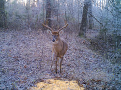 Kentucky deer hunting, western kentucky deer hunting, deer hunting, hunting, archery, Whitetail deer hunting, west ky whitetail hunting, kentucky whitetail outfitters, boone & crocket