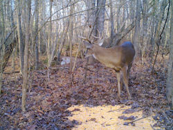 Kentucky deer hunting, western kentucky deer hunting, deer hunting, hunting, archery, Whitetail deer hunting, west ky whitetail hunting, kentucky whitetail outfitters, boone & crocket