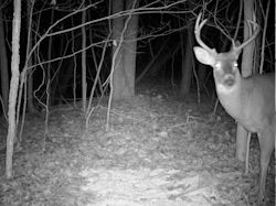 Kentucky deer hunting, western kentucky deer hunting, deer hunting, hunting, archery, Whitetail deer hunting, west ky whitetail hunting, kentucky whitetail outfitters, boone & crocket