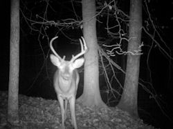 Kentucky deer hunting, western kentucky deer hunting, deer hunting, hunting, archery, Whitetail deer hunting, west ky whitetail hunting, kentucky whitetail outfitters, boone & crocket
