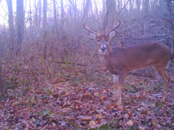 Kentucky deer hunting, western kentucky deer hunting, deer hunting, hunting, archery, Whitetail deer hunting, west ky whitetail hunting, kentucky whitetail outfitters, boone & crocket