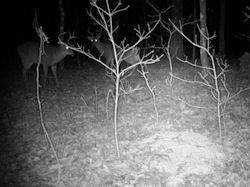 Kentucky deer hunting, western kentucky deer hunting, deer hunting, hunting, archery, Whitetail deer hunting, west ky whitetail hunting, kentucky whitetail outfitters, boone & crocket