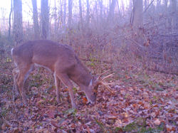 Kentucky deer hunting, western kentucky deer hunting, deer hunting, hunting, archery, Whitetail deer hunting, west ky whitetail hunting, kentucky whitetail outfitters, boone & crocket