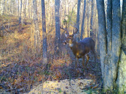 Kentucky deer hunting, western kentucky deer hunting, deer hunting, hunting, archery, Whitetail deer hunting, west ky whitetail hunting, kentucky whitetail outfitters, boone & crocket