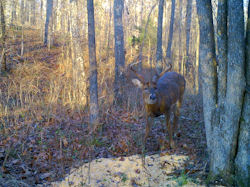 Kentucky deer hunting, western kentucky deer hunting, deer hunting, hunting, archery, Whitetail deer hunting, west ky whitetail hunting, kentucky whitetail outfitters, boone & crocket