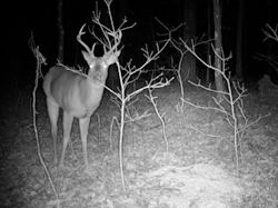 Kentucky deer hunting, western kentucky deer hunting, deer hunting, hunting, archery, Whitetail deer hunting, west ky whitetail hunting, kentucky whitetail outfitters, boone & crocket