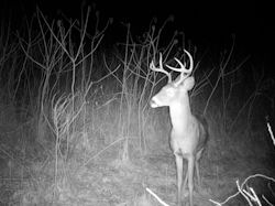 Kentucky deer hunting, western kentucky deer hunting, deer hunting, hunting, archery, Whitetail deer hunting, west ky whitetail hunting, kentucky whitetail outfitters, boone & crocket