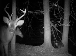 Kentucky deer hunting, western kentucky deer hunting, deer hunting, hunting, archery, Whitetail deer hunting, west ky whitetail hunting, kentucky whitetail outfitters, boone & crocket