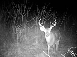 Kentucky deer hunting, western kentucky deer hunting, deer hunting, hunting, archery, Whitetail deer hunting, west ky whitetail hunting, kentucky whitetail outfitters, boone & crocket