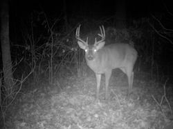 Kentucky deer hunting, western kentucky deer hunting, deer hunting, hunting, archery, Whitetail deer hunting, west ky whitetail hunting, kentucky whitetail outfitters, boone & crocket