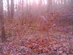 Kentucky deer hunting, western kentucky deer hunting, deer hunting, hunting, archery, Whitetail deer hunting, west ky whitetail hunting, kentucky whitetail outfitters, boone & crocket