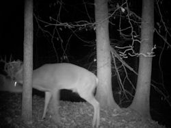 Kentucky deer hunting, western kentucky deer hunting, deer hunting, hunting, archery, Whitetail deer hunting, west ky whitetail hunting, kentucky whitetail outfitters, boone & crocket