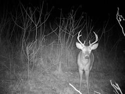 Kentucky deer hunting, western kentucky deer hunting, deer hunting, hunting, archery, Whitetail deer hunting, west ky whitetail hunting, kentucky whitetail outfitters, boone & crocket