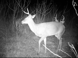 Kentucky deer hunting, western kentucky deer hunting, deer hunting, hunting, archery, Whitetail deer hunting, west ky whitetail hunting, kentucky whitetail outfitters, boone & crocket
