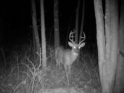 Kentucky deer hunting, western kentucky deer hunting, deer hunting, hunting, archery, Whitetail deer hunting, west ky whitetail hunting, kentucky whitetail outfitters, boone & crocket