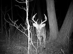 Kentucky deer hunting, western kentucky deer hunting, deer hunting, hunting, archery, Whitetail deer hunting, west ky whitetail hunting, kentucky whitetail outfitters, boone & crocket