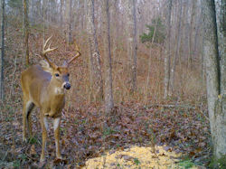 Kentucky deer hunting, western kentucky deer hunting, deer hunting, hunting, archery, Whitetail deer hunting, west ky whitetail hunting, kentucky whitetail outfitters, boone & crocket