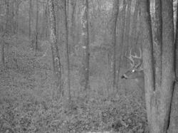 Kentucky deer hunting, western kentucky deer hunting, deer hunting, hunting, archery, Whitetail deer hunting, west ky whitetail hunting, kentucky whitetail outfitters, boone & crocket