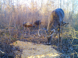 Kentucky deer hunting, western kentucky deer hunting, deer hunting, hunting, archery, Whitetail deer hunting, west ky whitetail hunting, kentucky whitetail outfitters, boone & crocket