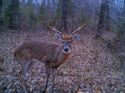Kentucky deer hunting, western kentucky deer hunting, deer hunting, hunting, archery, Whitetail deer hunting, west ky whitetail hunting, kentucky whitetail outfitters, boone & crocket, food plots, deer food plots, chickory plots, lodging