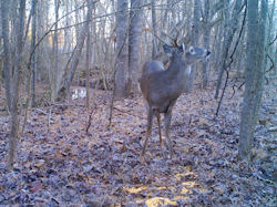 Kentucky deer hunting, western kentucky deer hunting, deer hunting, hunting, archery, Whitetail deer hunting, west ky whitetail hunting, kentucky whitetail outfitters, boone & crocket