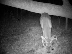 Kentucky deer hunting, western kentucky deer hunting, deer hunting, hunting, archery, Whitetail deer hunting, west ky whitetail hunting, kentucky whitetail outfitters, boone & crocket