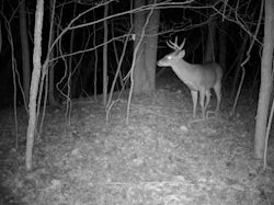 Kentucky deer hunting, western kentucky deer hunting, deer hunting, hunting, archery, Whitetail deer hunting, west ky whitetail hunting, kentucky whitetail outfitters, boone & crocket