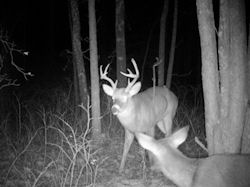Kentucky deer hunting, western kentucky deer hunting, deer hunting, hunting, archery, Whitetail deer hunting, west ky whitetail hunting, kentucky whitetail outfitters, boone & crocket
