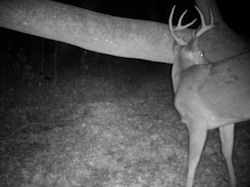 Kentucky deer hunting, western kentucky deer hunting, deer hunting, hunting, archery, Whitetail deer hunting, west ky whitetail hunting, kentucky whitetail outfitters, boone & crocket