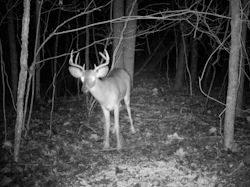 Kentucky deer hunting, western kentucky deer hunting, deer hunting, hunting, archery, Whitetail deer hunting, west ky whitetail hunting, kentucky whitetail outfitters, boone & crocket