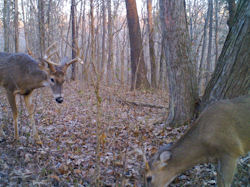 Kentucky deer hunting, western kentucky deer hunting, deer hunting, hunting, archery, Whitetail deer hunting, west ky whitetail hunting, kentucky whitetail outfitters, boone & crocket