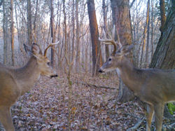 Kentucky deer hunting, western kentucky deer hunting, deer hunting, hunting, archery, Whitetail deer hunting, west ky whitetail hunting, kentucky whitetail outfitters, boone & crocket