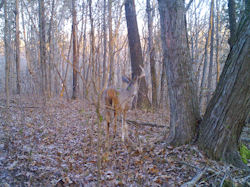 Kentucky deer hunting, western kentucky deer hunting, deer hunting, hunting, archery, Whitetail deer hunting, west ky whitetail hunting, kentucky whitetail outfitters, boone & crocket