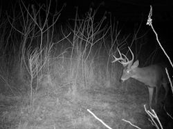Kentucky deer hunting, western kentucky deer hunting, deer hunting, hunting, archery, Whitetail deer hunting, west ky whitetail hunting, kentucky whitetail outfitters, boone & crocket