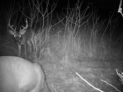 Kentucky deer hunting, western kentucky deer hunting, deer hunting, hunting, archery, Whitetail deer hunting, west ky whitetail hunting, kentucky whitetail outfitters, boone & crocket